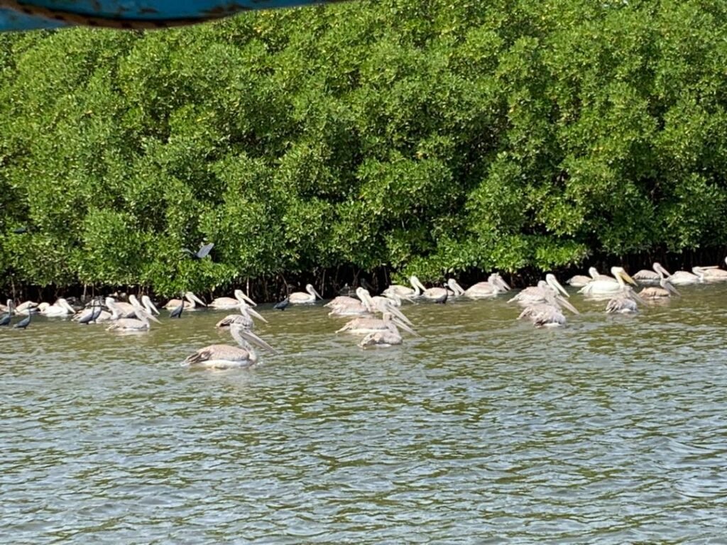 les mangroves